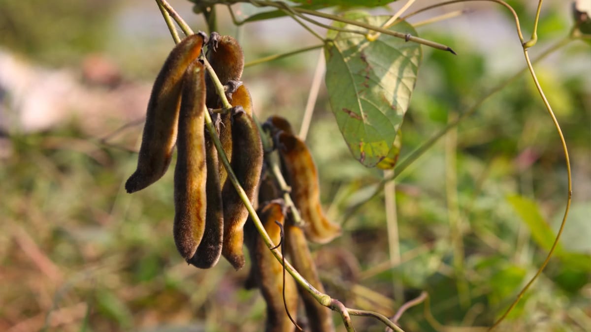 আলকুশি গুঁড়া আলকুশি পাওয়ার