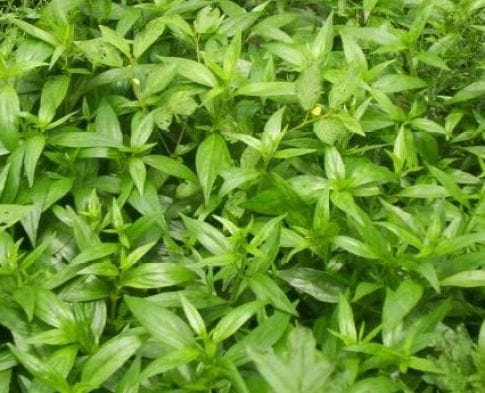 চর্মরোগ, অ্যালার্জি ও রক্ত পরিষ্কারের প্রাকৃতিক সমাধান চিরতা মিক্স